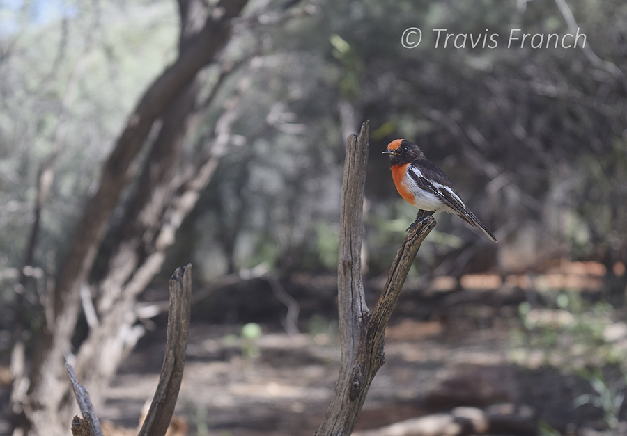 A red-capped robin in the Outback