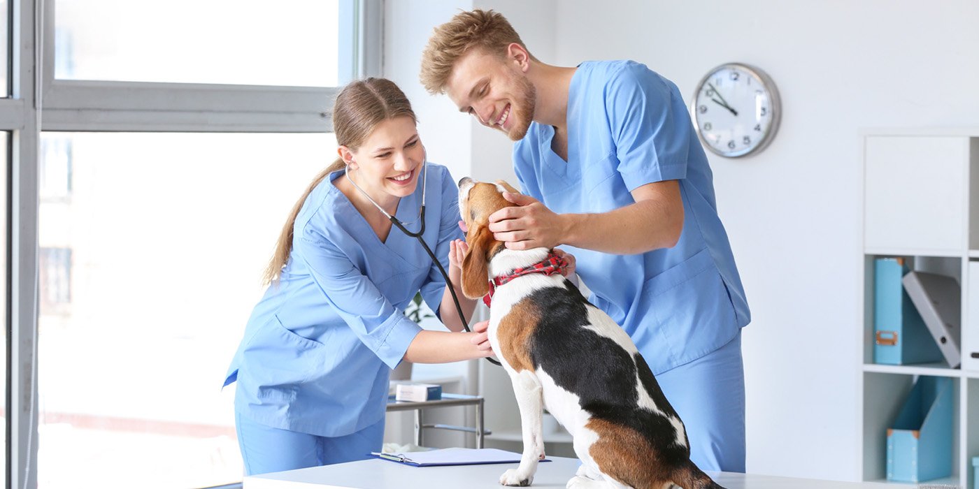 Veterinary assistant caring for an animal